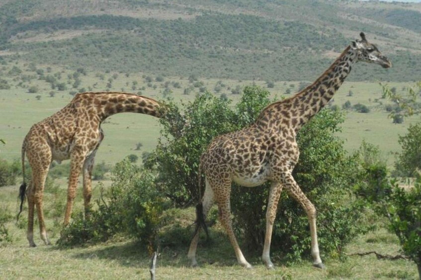Two giraffes in a grassy savannah with hills in the background. 3