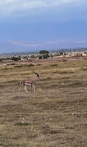 A savanna landscape with sparse grass and scattered trees. 5