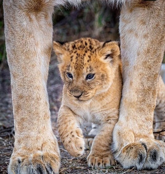 A lion cub with its front paws on the ground, surrounded by adult lion legs. 4