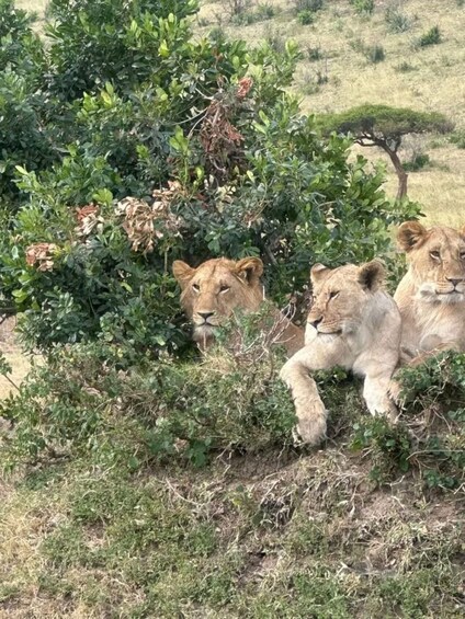 Three lions resting among green bushes in a savannah landscape. 1
