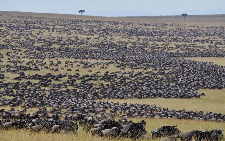 A vast herd of wildebeests in a grassy savannah. 5
