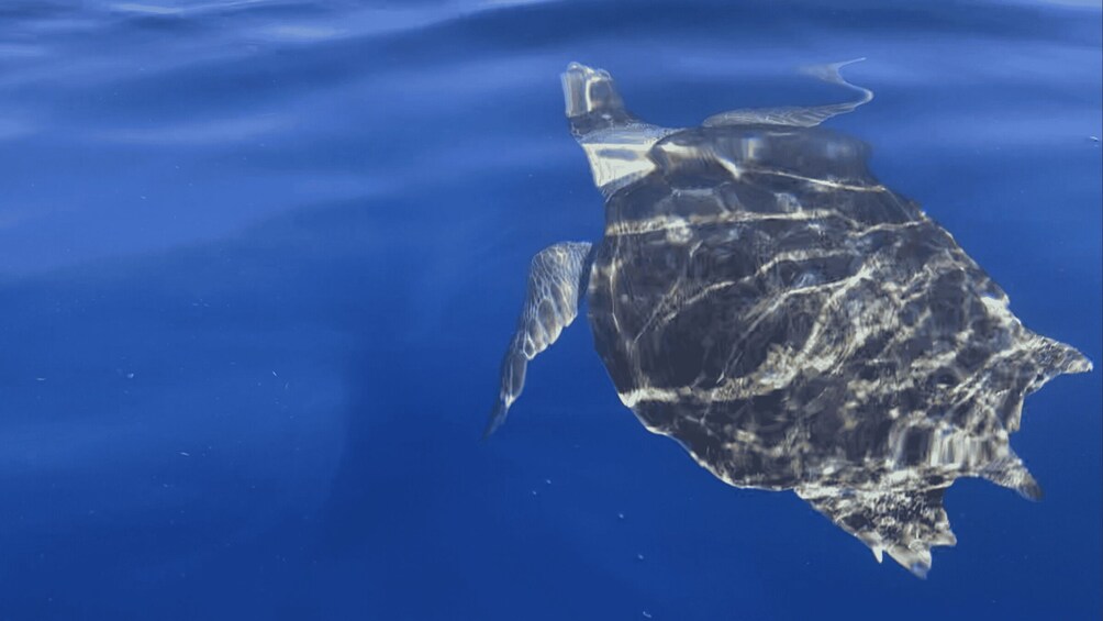 A sea turtle swimming in clear blue water. 2