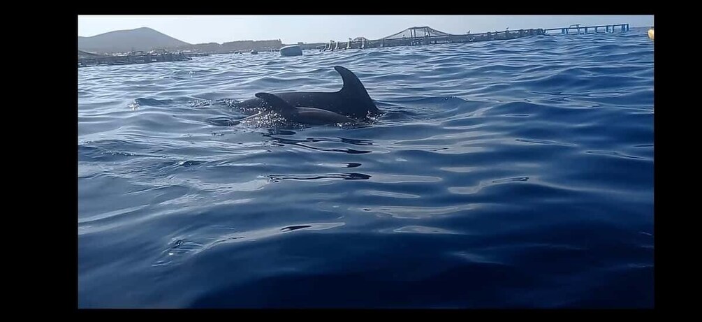 A dolphin swimming in the ocean with a bridge and mountains in the background. 1