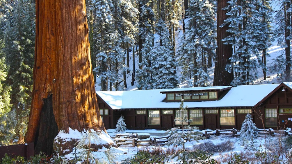 A snow-covered forest with a building labeled 'Giant Forest Museum.' 1