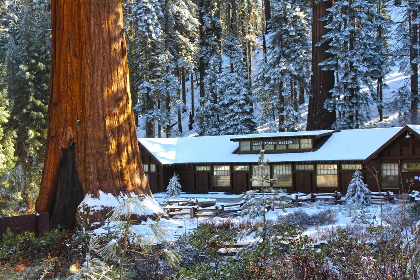 Sequoia National Park: Giant Forest Hike with Naturalist 1