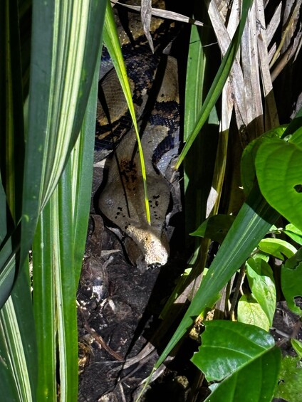 A gecko on a dark, textured surface surrounded by green foliage. 5