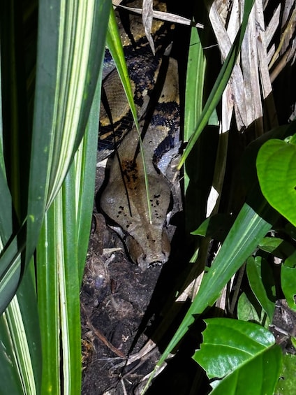 A frog camouflaged among green leaves and dry, brown foliage. 3