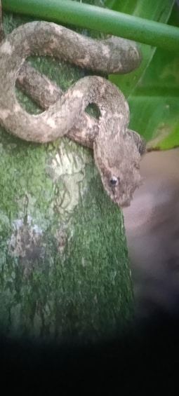 A snake on a green surface. 2