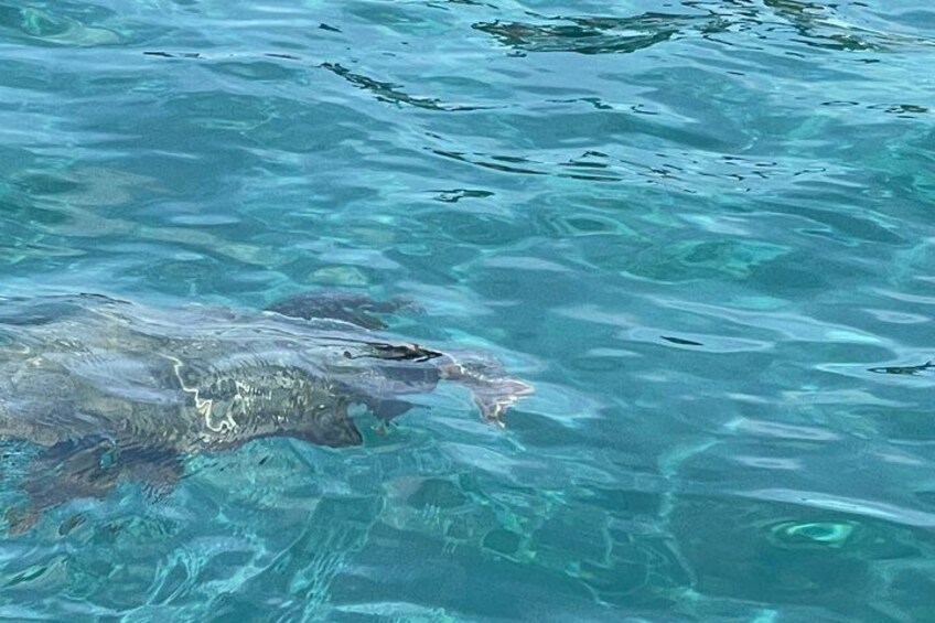 A large fish swimming in clear blue water. 2