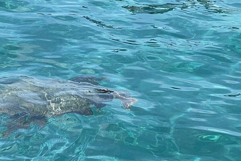 A large fish swimming in clear blue water. 2
