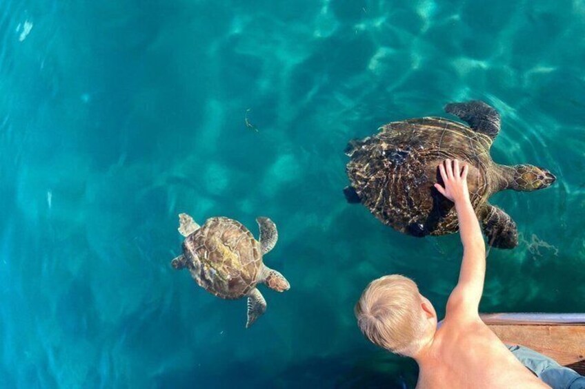 A person petting two sea turtles in a clear blue pool. 1