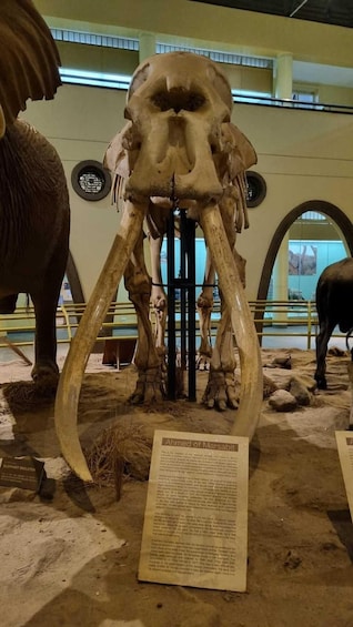 Suuri norsuluuranko, jossa on myös syöksyhampaat, on esillä museossa. 3