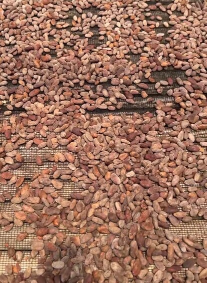 Picture 3 for Activity Bohol Chocolate Making and Farm Tour 1