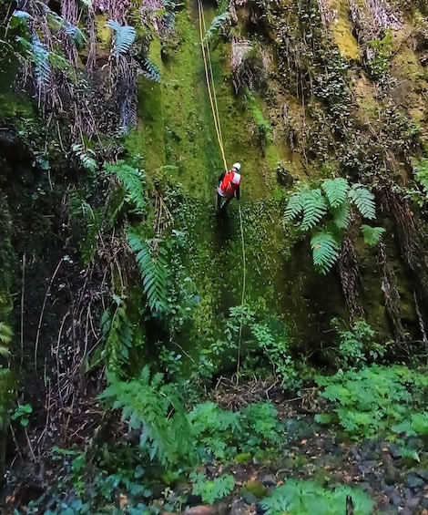 A person rappelling down a moss-covered rock face in a forested area. 1