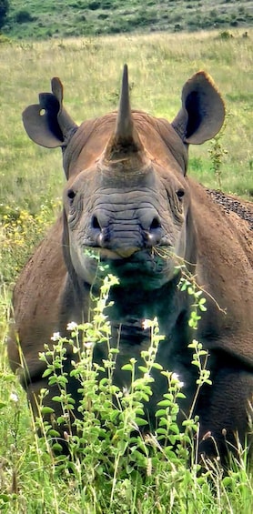 A rhinoceros in a grassy field with green foliage and a rock in the background. 3