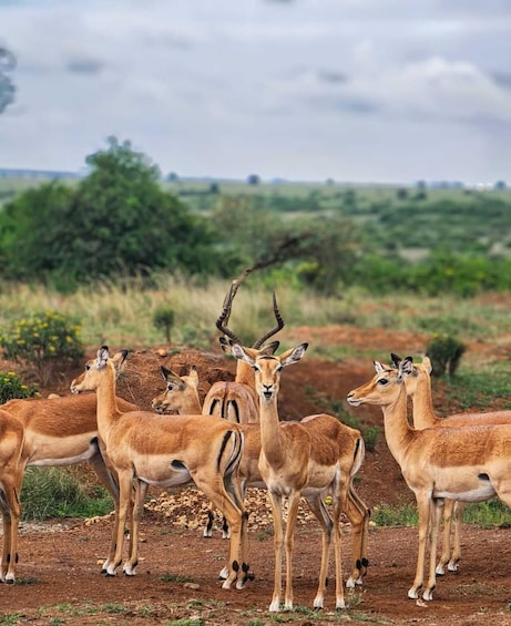 A group of antelopes in a natural landscape with trees and a cloudy sky. 2