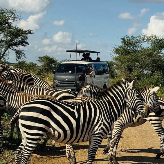 Zebras near a vehicle with people in the background. 1