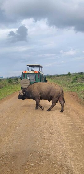 A buffalo crossing a dirt road with a green vehicle in the background. 5