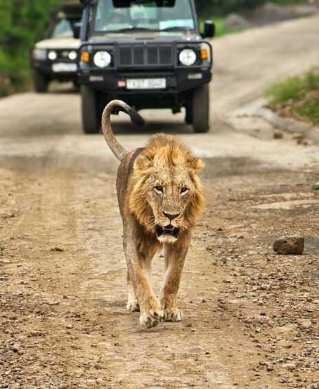 A lion walking on a dirt road with a vehicle in the background. 4