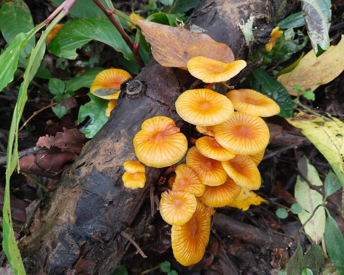 A cluster of orange mushrooms growing on a log surrounded by green foliage. 3