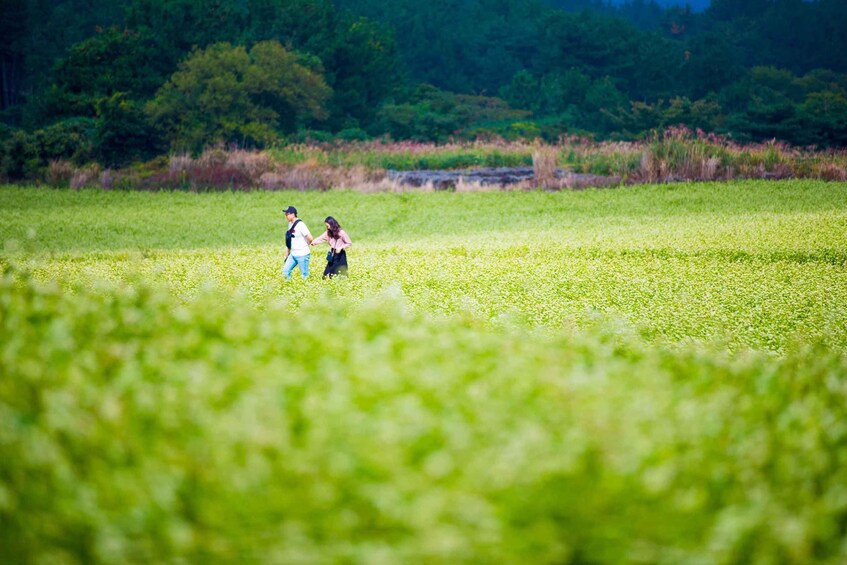 Picture 6 for Activity Jeju: K-Drama Spot When Life Gives You Tangerines Hotel Pick 4