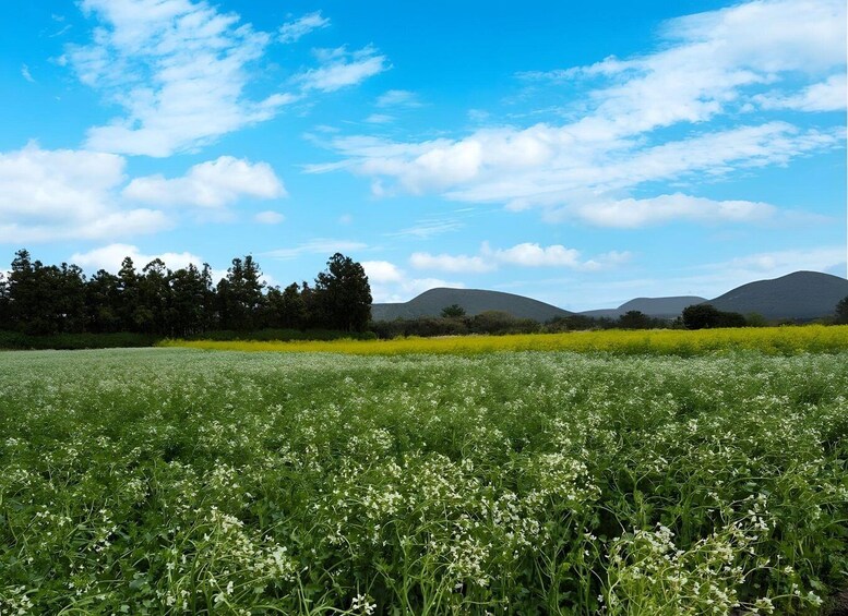 A field of white flowers with green foliage, a clear blue sky, and distant hills. 5