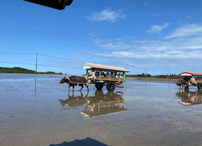 Picture 1 for Activity Iriomote: Mangrove SUP or Canoe and Yubujima sightseeing 3