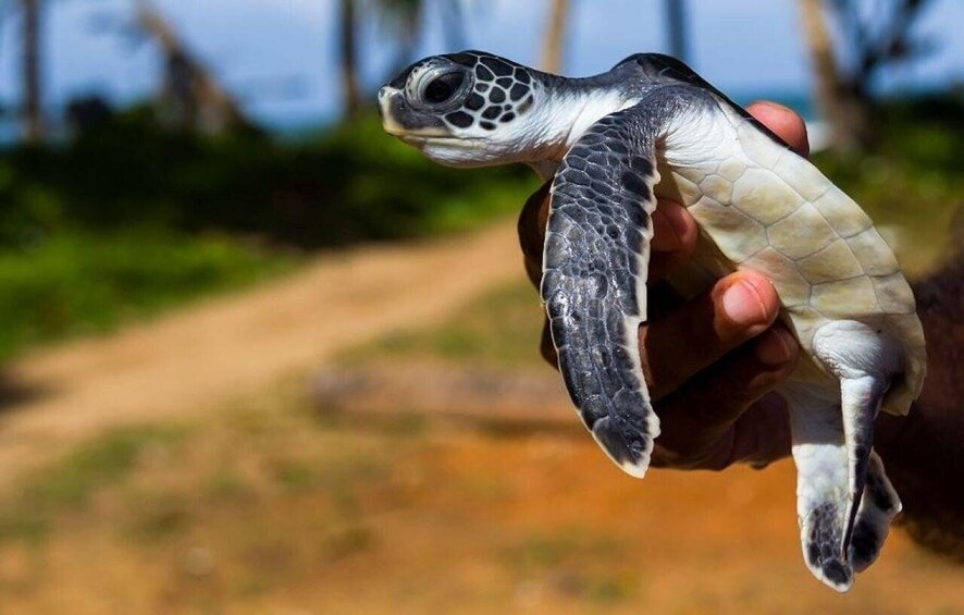 A sea turtle being held by a person. 2