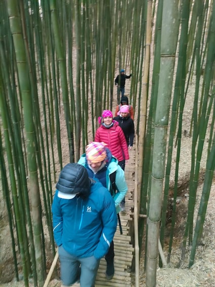 People walking through a bamboo forest. 5