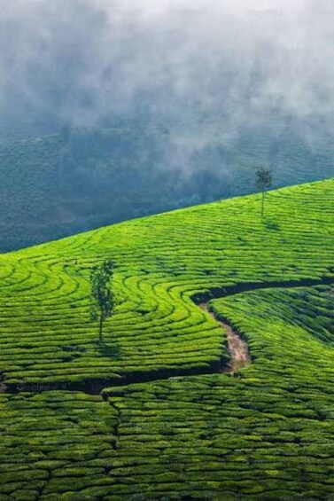 Picture 15 for Activity Tigoni Tea Farm Walk, Tasting, Lunch & Evening Tour Sunset 2