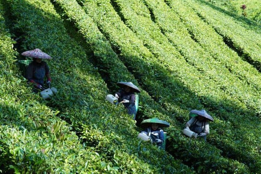 Picture 18 for Activity Tigoni Tea Farm Walk, Tasting, Lunch & Evening Tour Sunset 4