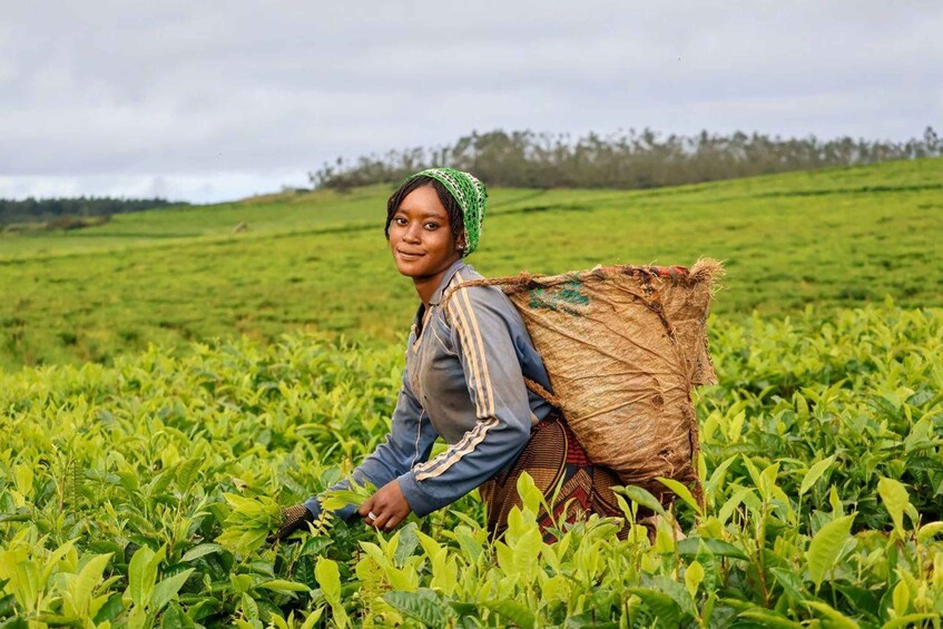 Picture 14 for Activity Tigoni Tea Farm Walk, Tasting, Lunch & Evening Tour Sunset 3
