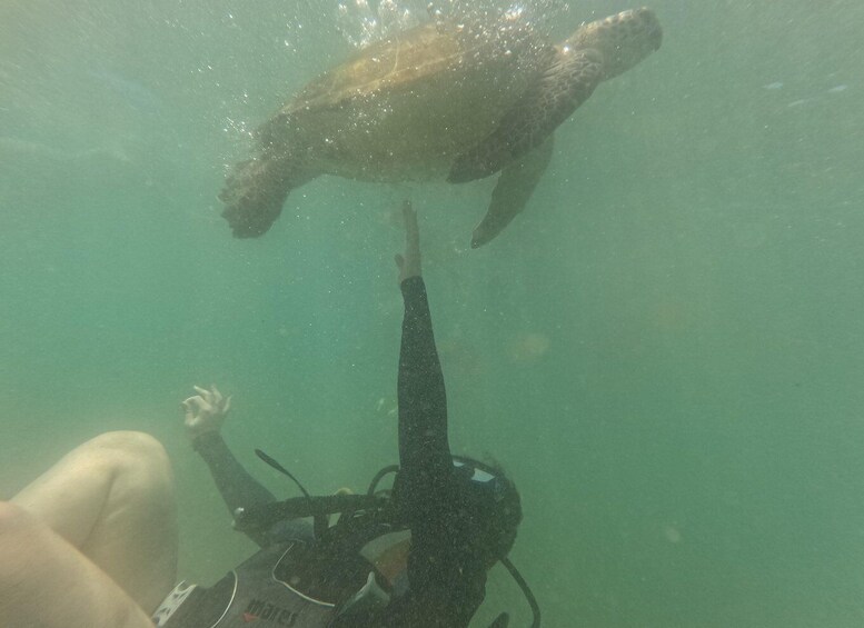 A diver underwater with a sea turtle swimming above. 5
