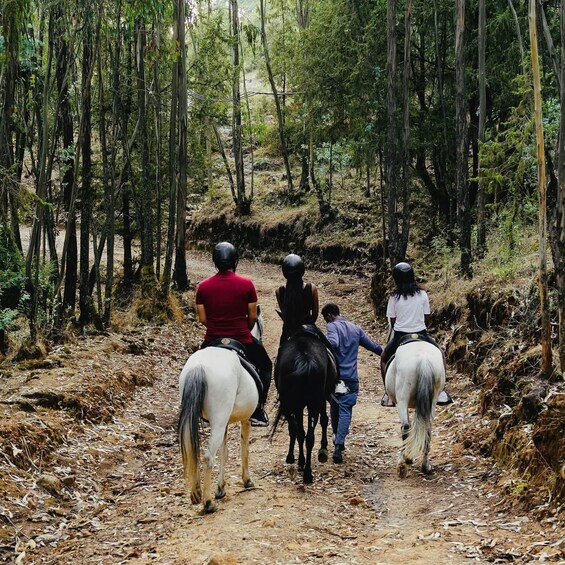 Un groupe de personnes fait une promenade à cheval sur un sentier forestier. 2