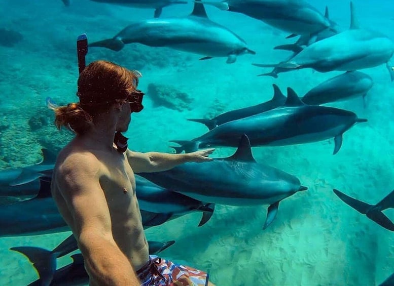 A person snorkeling with dolphins in clear blue water. 1