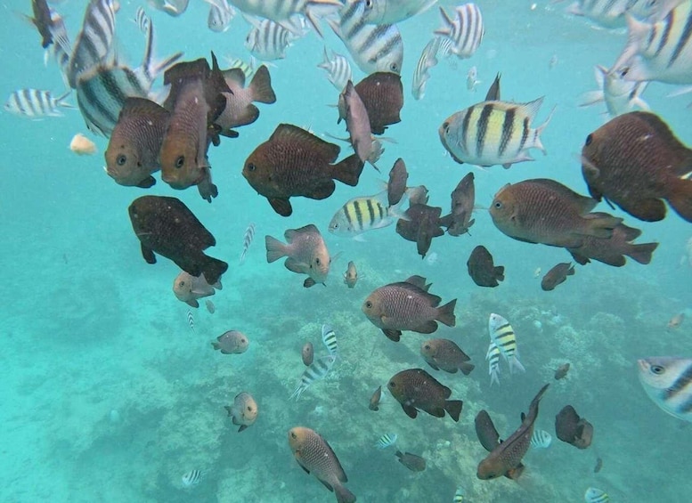 A school of fish swimming in clear blue water. 2