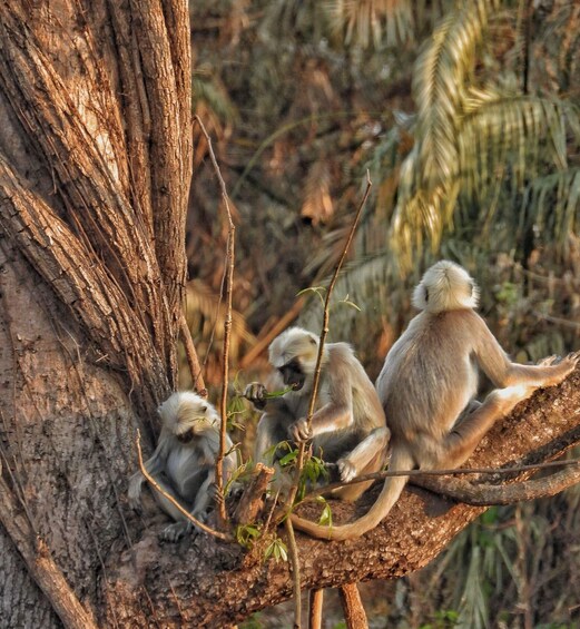 Three monkeys sitting on a tree branch in a forest. 1
