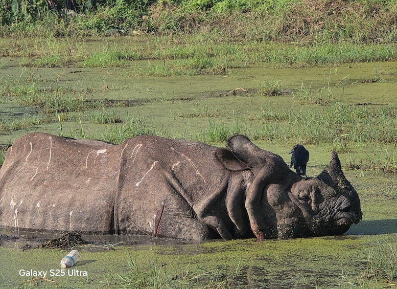 A large rhinoceros partially submerged in water with vegetation around. 3