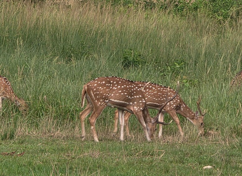 A group of deer grazing in a grassy field. 2