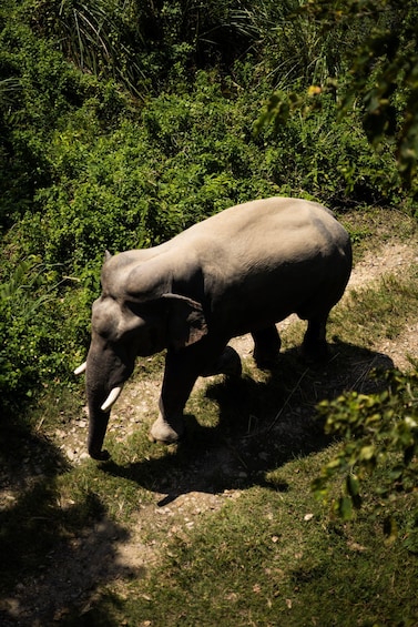 An elephant walking on a dirt path surrounded by dense green vegetation. 5