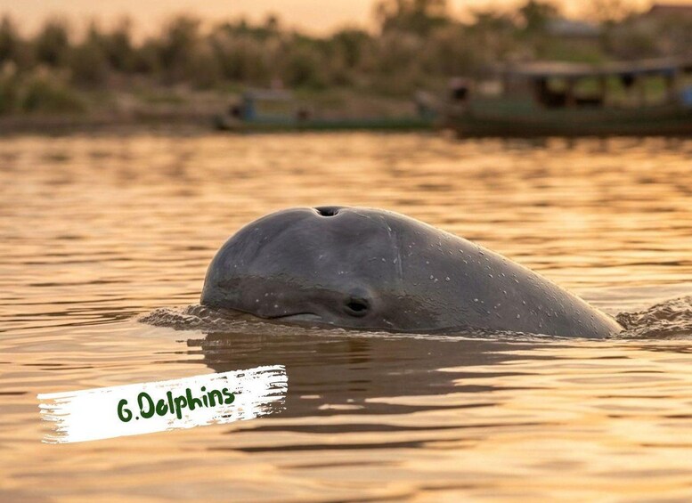 Picture 6 for Activity Kratie Dolphin Sunset Tour with Mekong Adventure 4