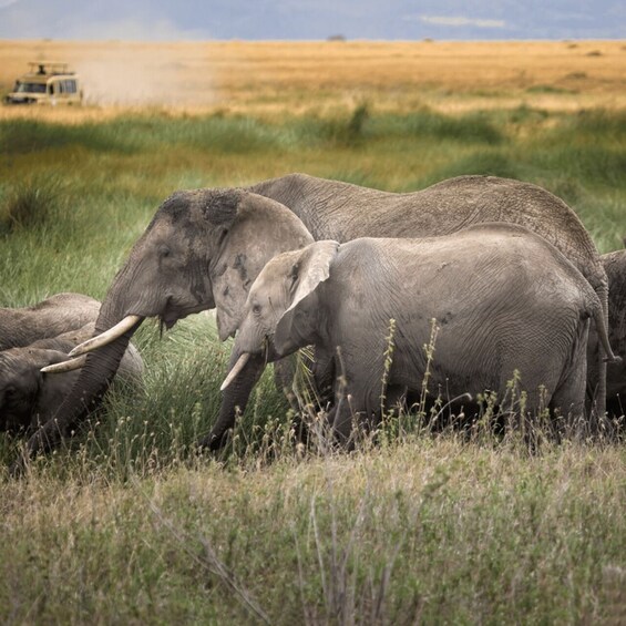 Picture 2 for Activity Arusha: 5-Day Serengeti, Ngorongoro & Lake Natron Safari 2