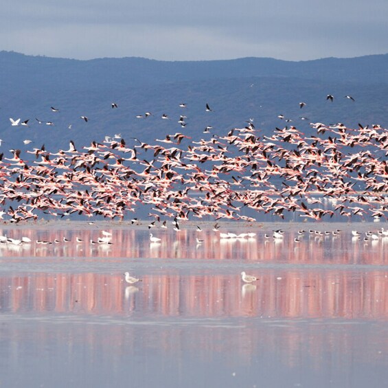 Picture 7 for Activity Arusha: 5-Day Serengeti, Ngorongoro & Lake Natron Safari 4