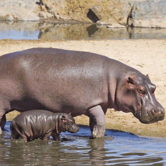 Picture 1 for Activity Arusha: 5-Day Serengeti, Ngorongoro & Lake Natron Safari 5