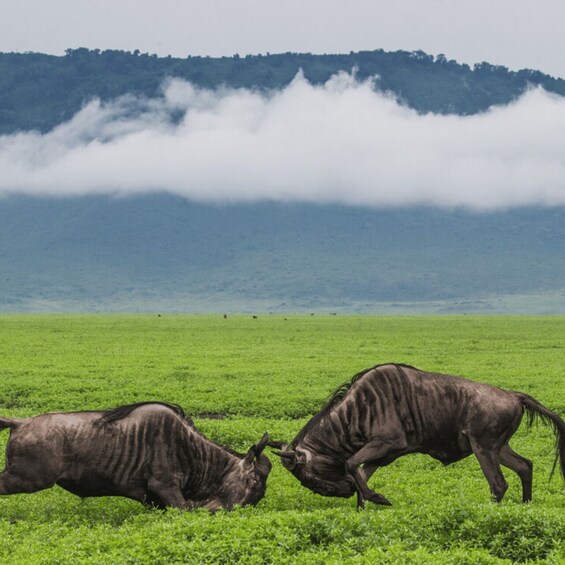 Arusha: 5-Day Serengeti, Ngorongoro & Lake Natron Safari 1