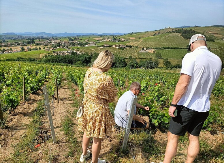 Picture 2 for Activity Beaujolais Wine Tour - Half Day 4