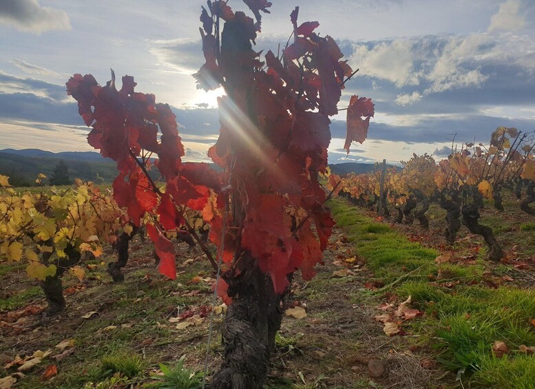 Picture 3 for Activity Beaujolais Wine Tour - Half Day 5
