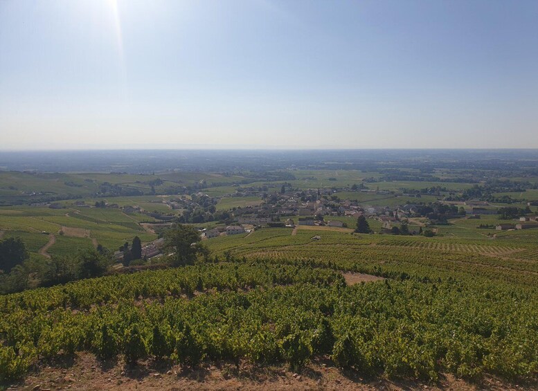 Picture 5 for Activity Beaujolais Wine Tour - Half Day 2