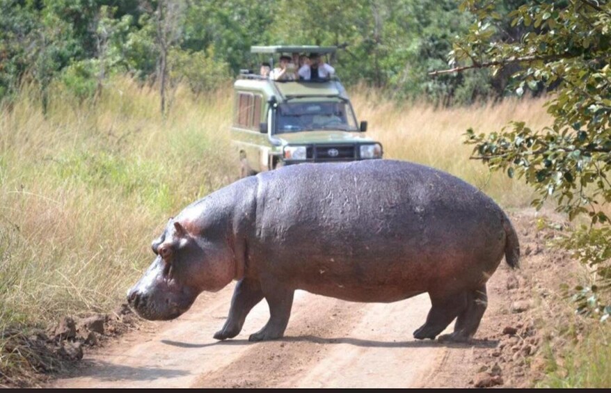 A hippopotamus walking on a dirt road with a vehicle and people in the background. 5
