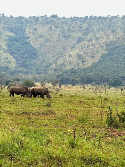 Two rhinos grazing in a grassy field with a hilly landscape in the background. 2